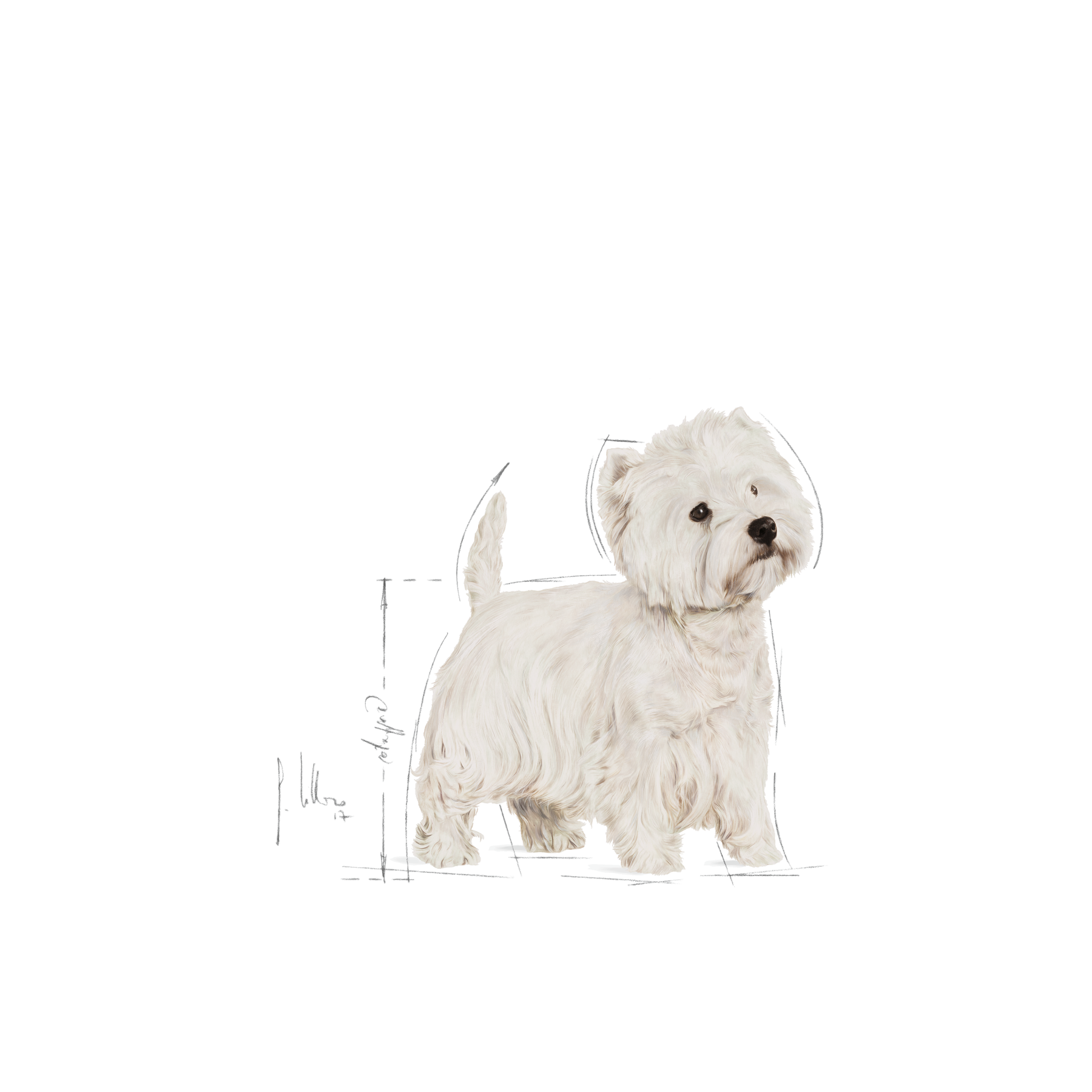 Royal Canin West Highland White Terrier Adult koiralle 1,5 kg