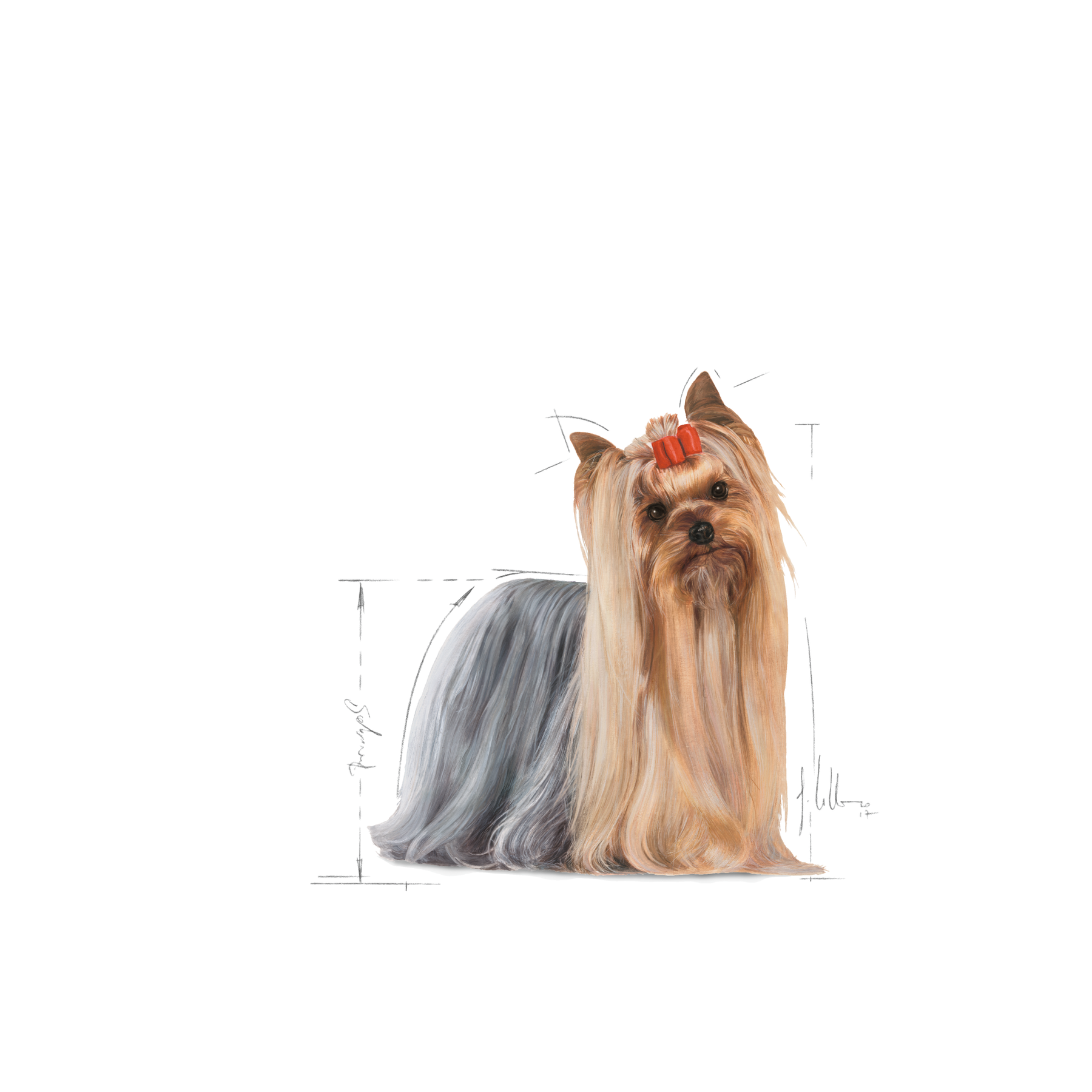 Royal Canin Yorkshire Terrier Adult koiralle 12 x 85 g