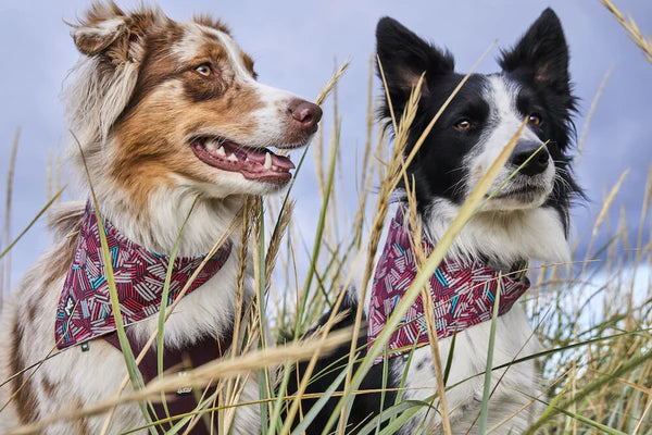 Hurtta Zhero koiran huomiohuivi Eco