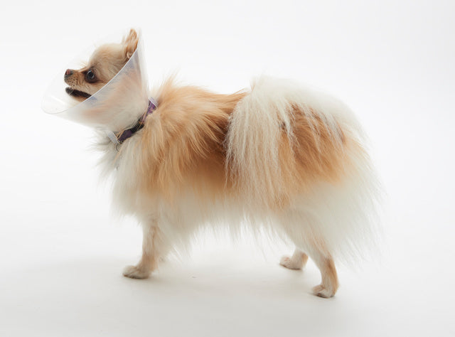 Buster kauluri lyhytkuonoisille XS