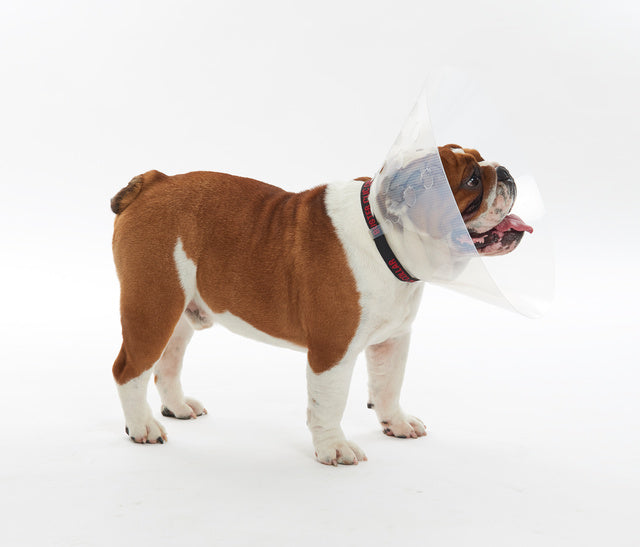 Buster kauluri lyhytkuonoisille M