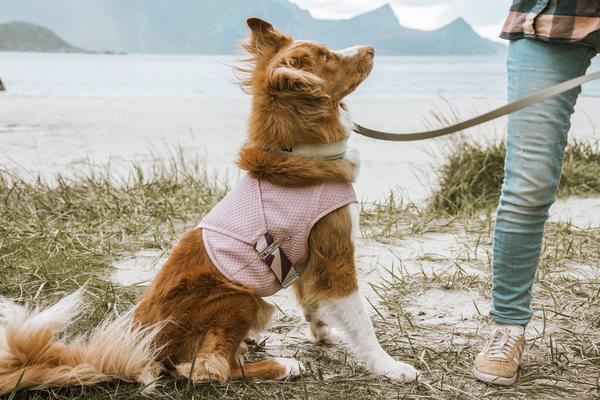 Hurtta cooling wrap viilennysliivi 40 - 50 pinkki neilikka