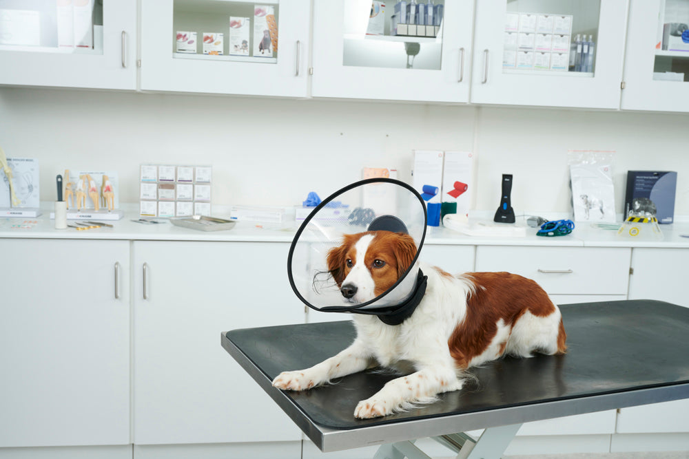 Buster Complete Kauluri 30 cm