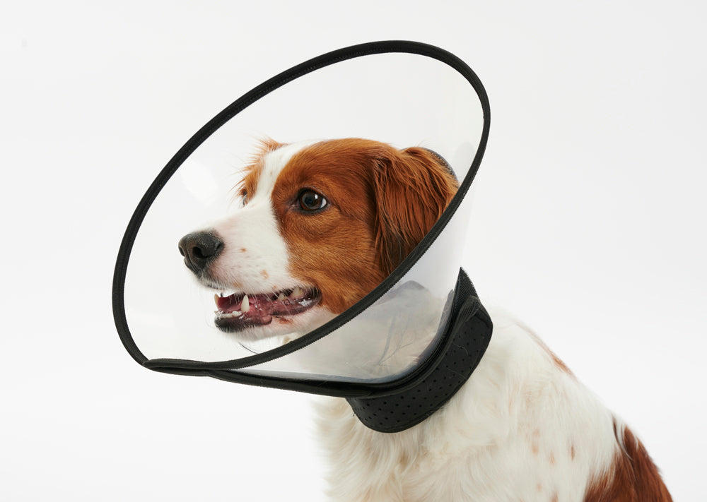 Buster Complete Kauluri 20 cm