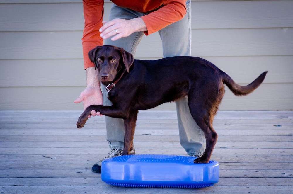 FitPAWS K9FITbone koiralle aqua 2-LAATU