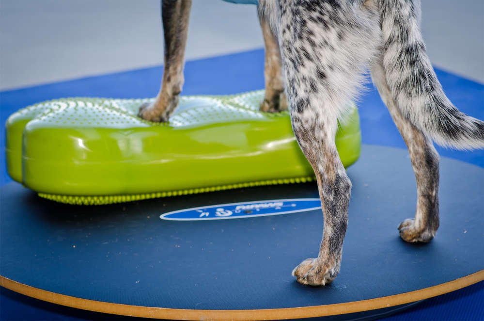 FitPAWS K9FITbone koiralle aqua 2-LAATU