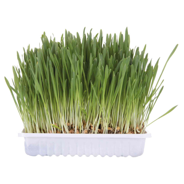 Trixie Kissanruoho 100 g