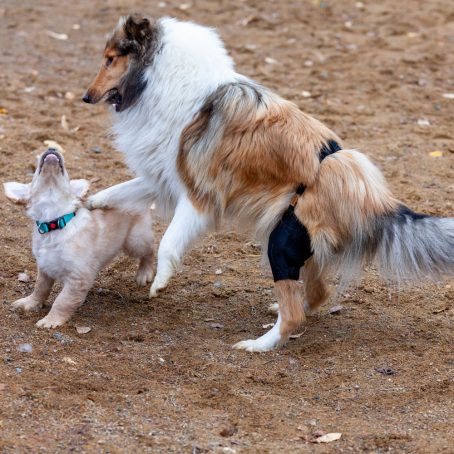 Taituki Polvituki vasen takajalka L