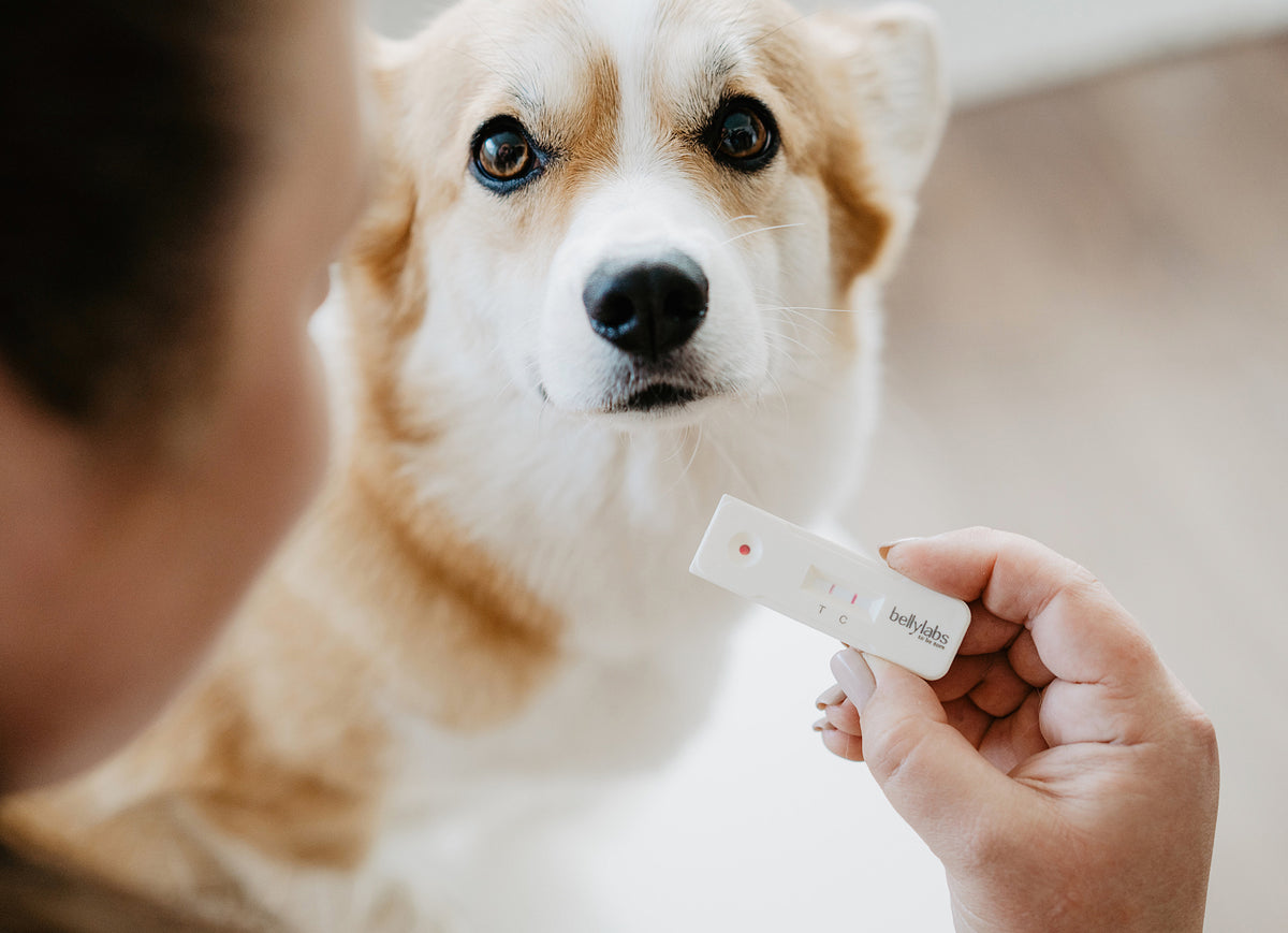 Bellylabs tiineystesti koiralle