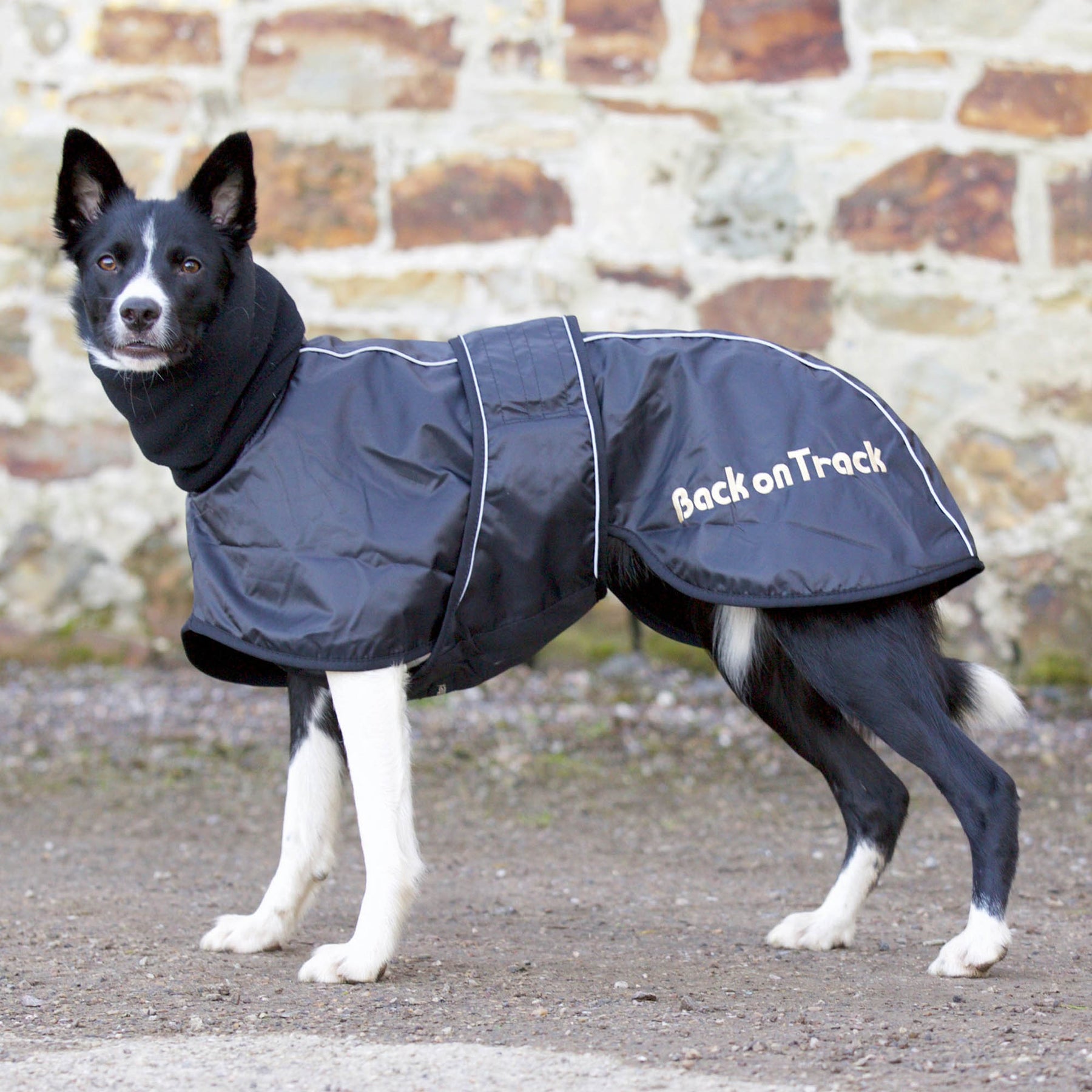 Back on Track Whippet-takki 55