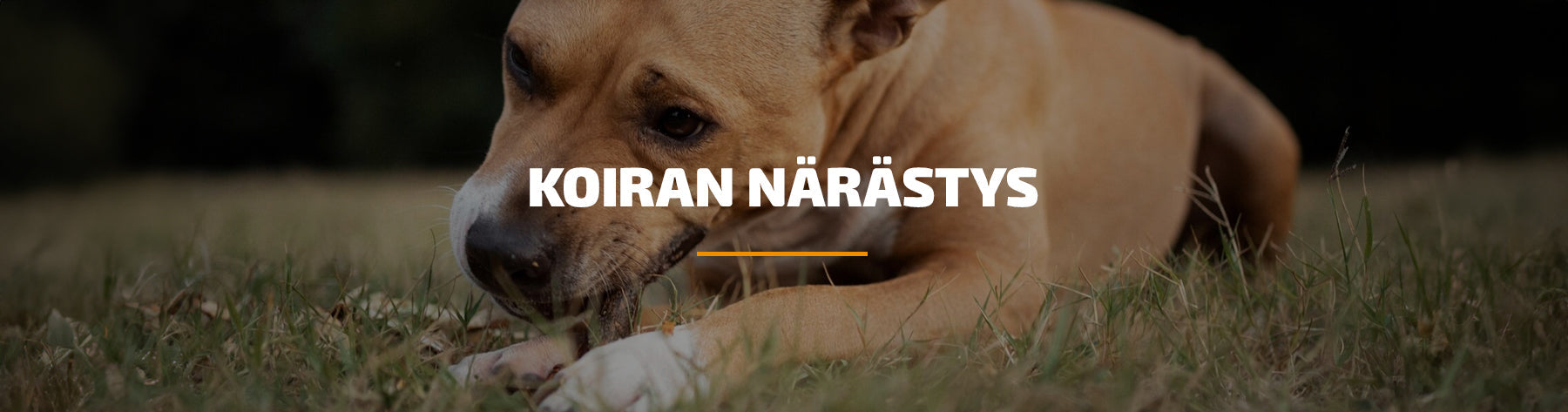 narastys-koiralla