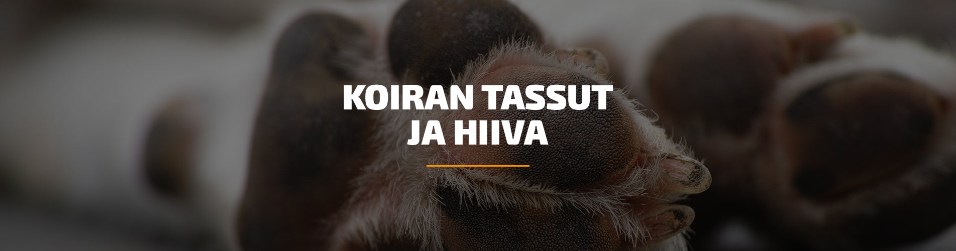 koiran-tassut-ja-hiiva