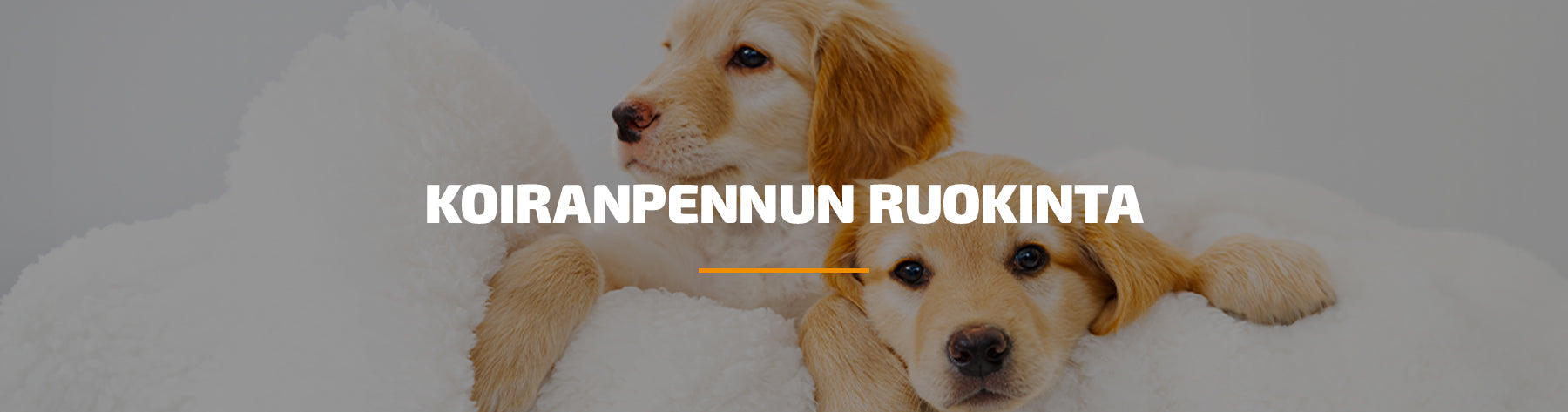 Koiranpennun ruokinta - Märkäruoka, kuivaruoat vai raakaruoka – mitä valita ja miksi?