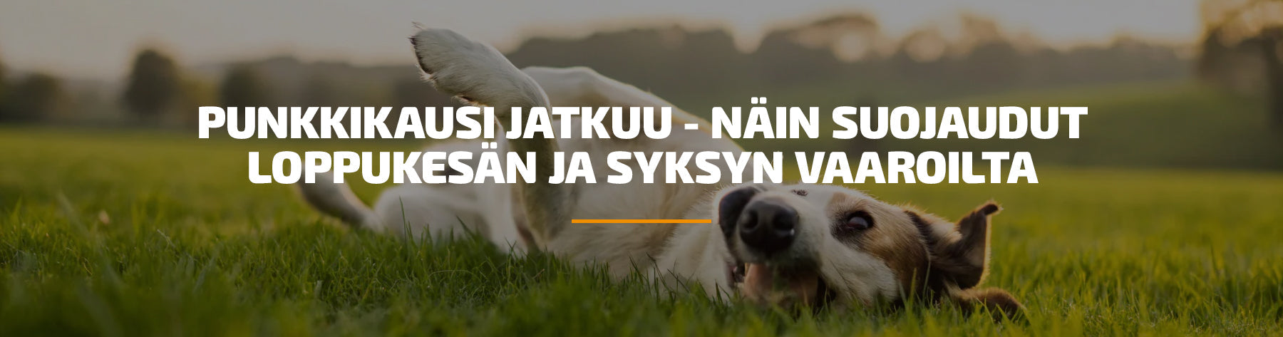 Punkkikausi jatkuu - näin suojaudut loppukesän ja syksyn vaaroilta