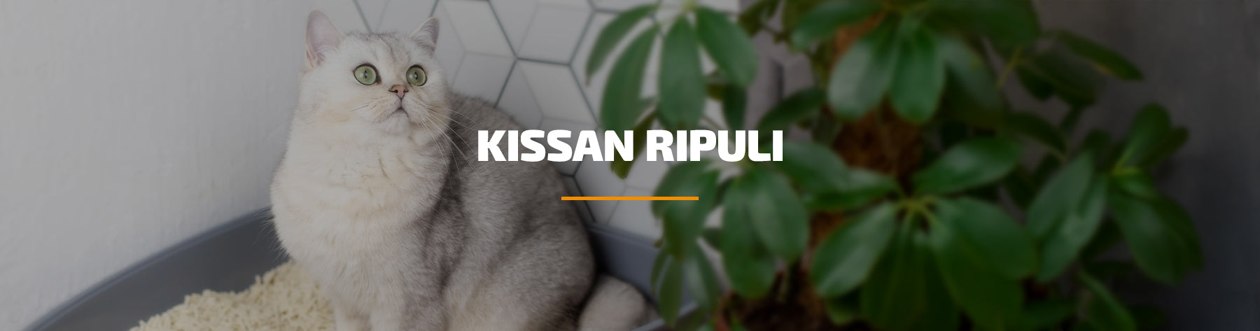Kissan ripuli