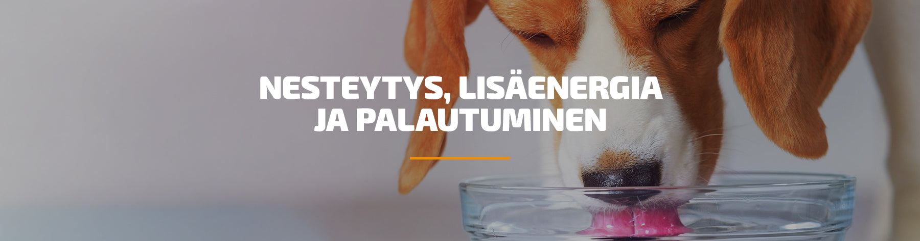 Näin valitset lisäravinteet juuri sinun koirallesi