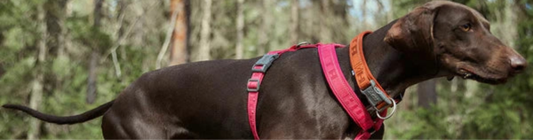 Y-valjaat, H-valjaat vai step-in? Näin valitset oikean mallin