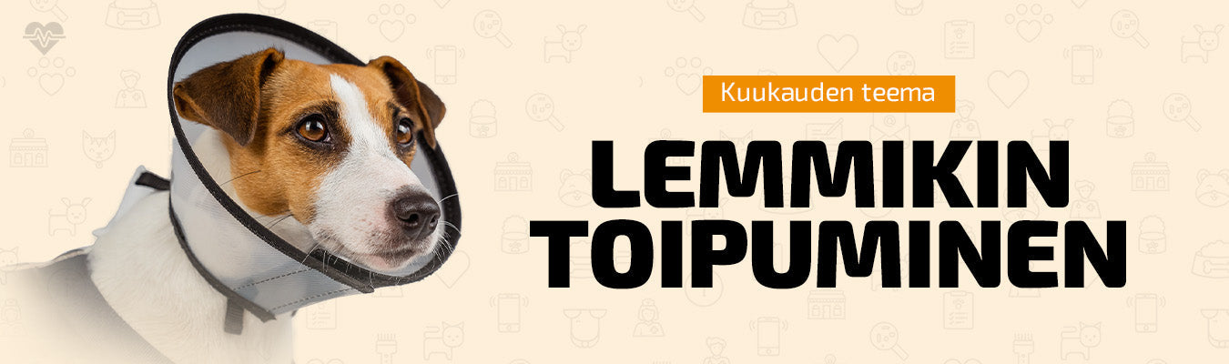 Kuukauden teemana lemmikin toipuminen
