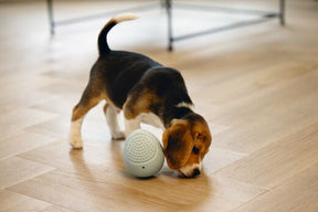 Beeztees SNACK EGG 8x8x10cm, minttu