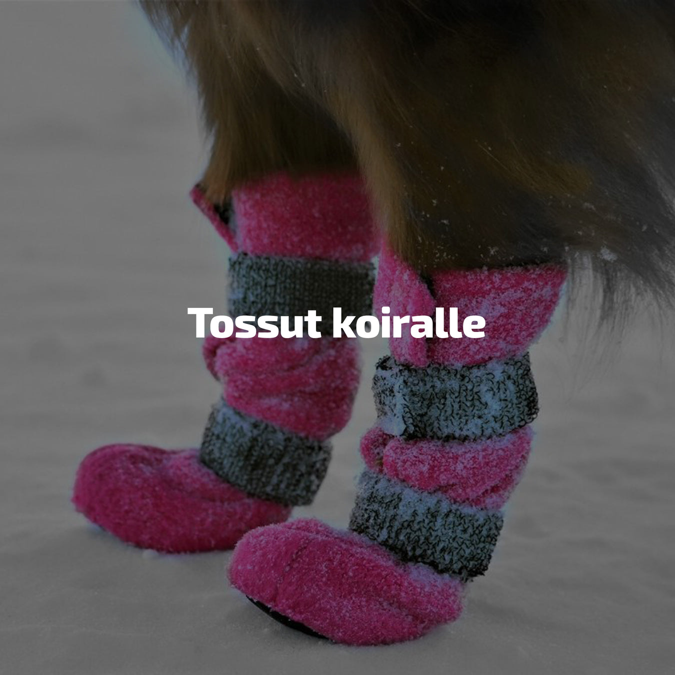 Tossut koiralle