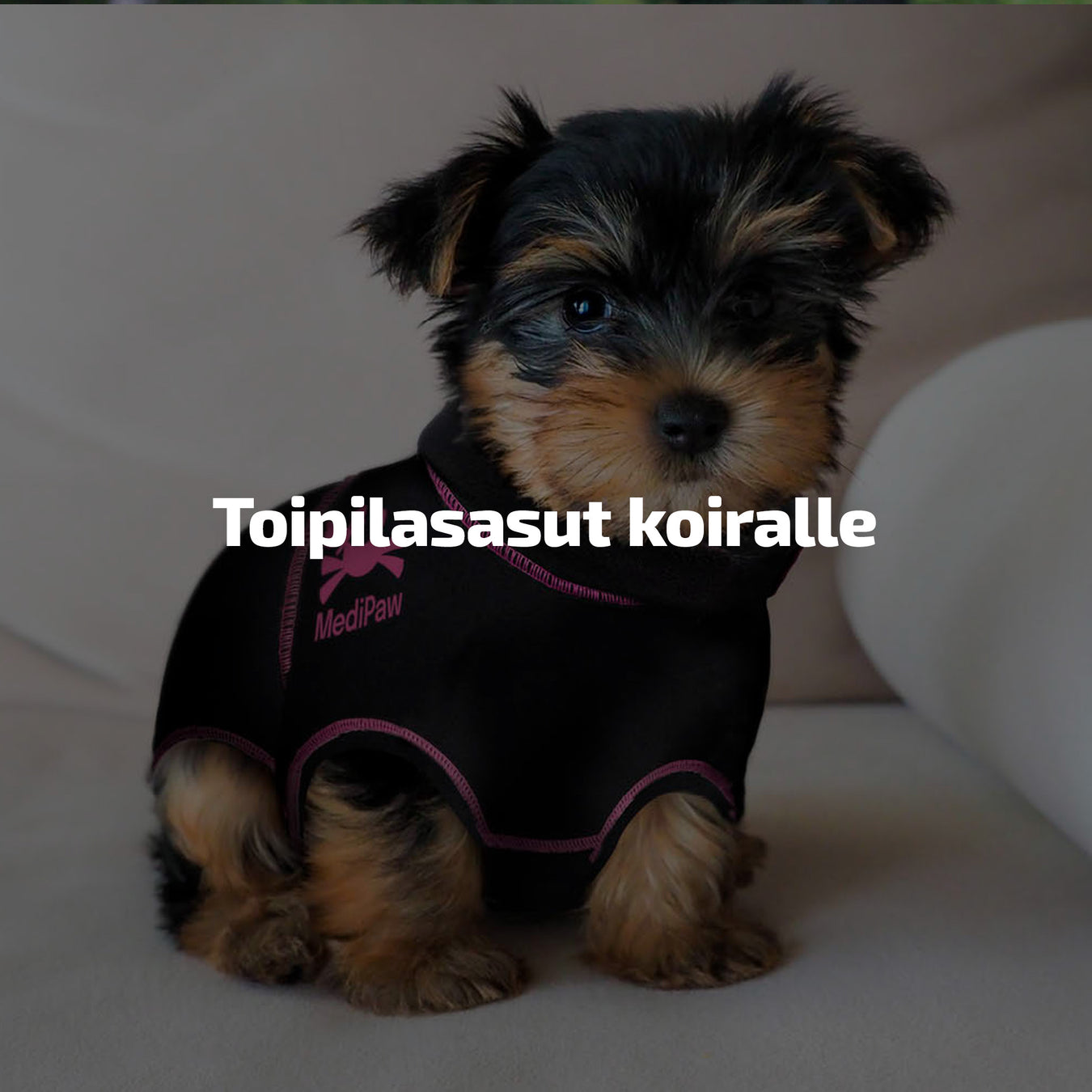 Toipilasasut koiralle