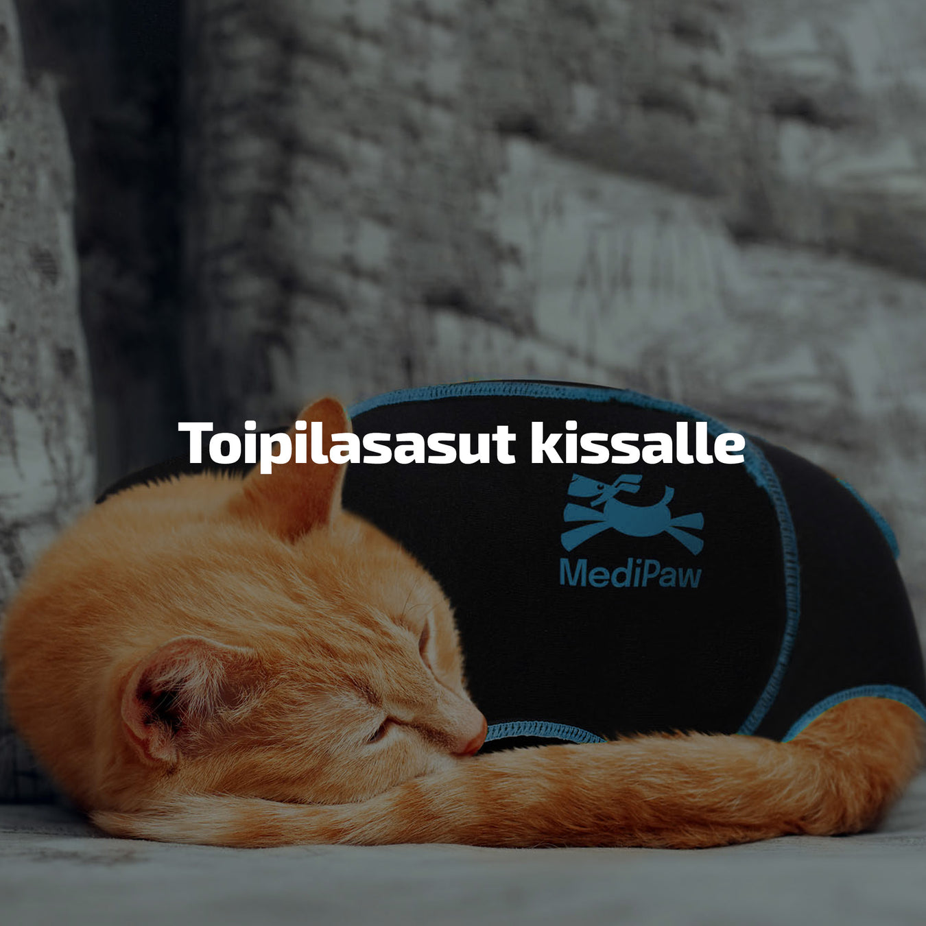 Toipilasasut kissalle