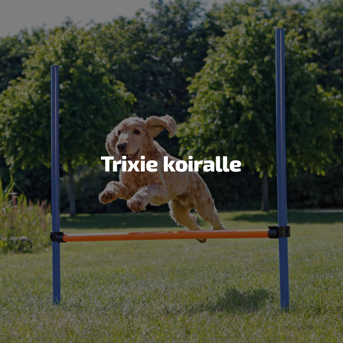 Trixie koiralle