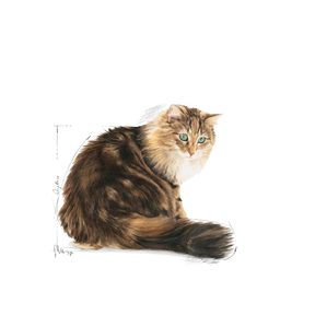 Royal Canin Ageing 12+ kissalle 2 kg