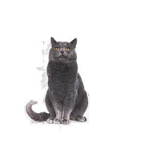Royal Canin Ageing Sterilised 12+ kissalle 2 kg