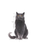 Royal Canin Ageing Sterilised 12+ kissalle 2 kg