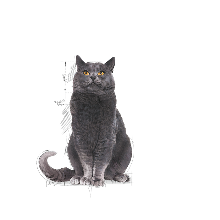 Royal Canin Ageing Sterilised 12+ kissalle 2 kg