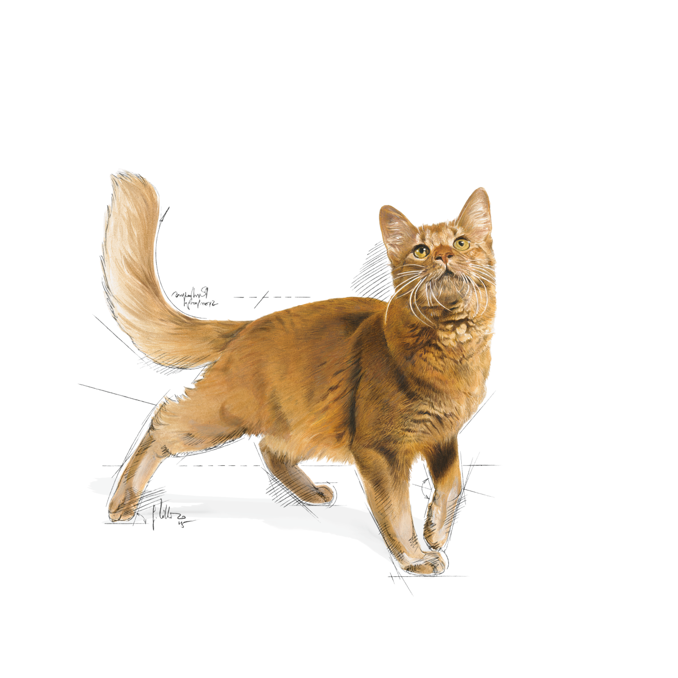 Royal Canin Fit kissalle 2 kg