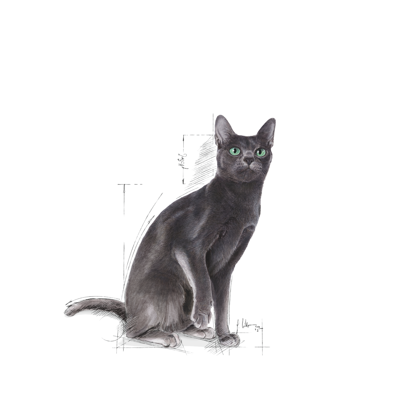 Royal Canin Sterilised kissalle 400 g