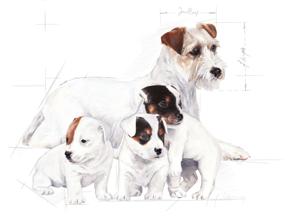 Royal Canin Babydog Milk koiralle 400 g