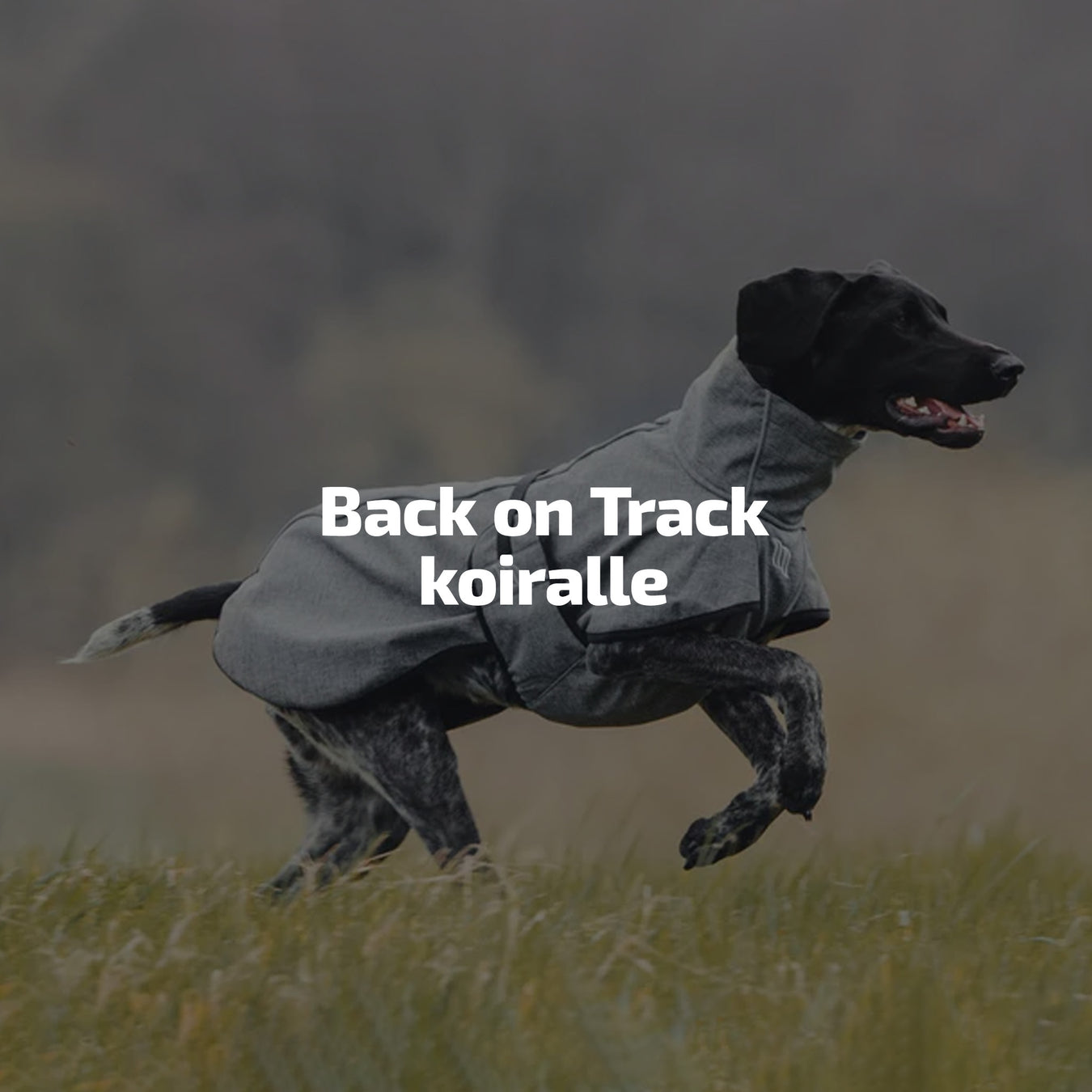Back on Track koiralle
