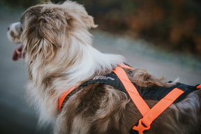 Non-stop Rush harness musta/oranssi Koko 7