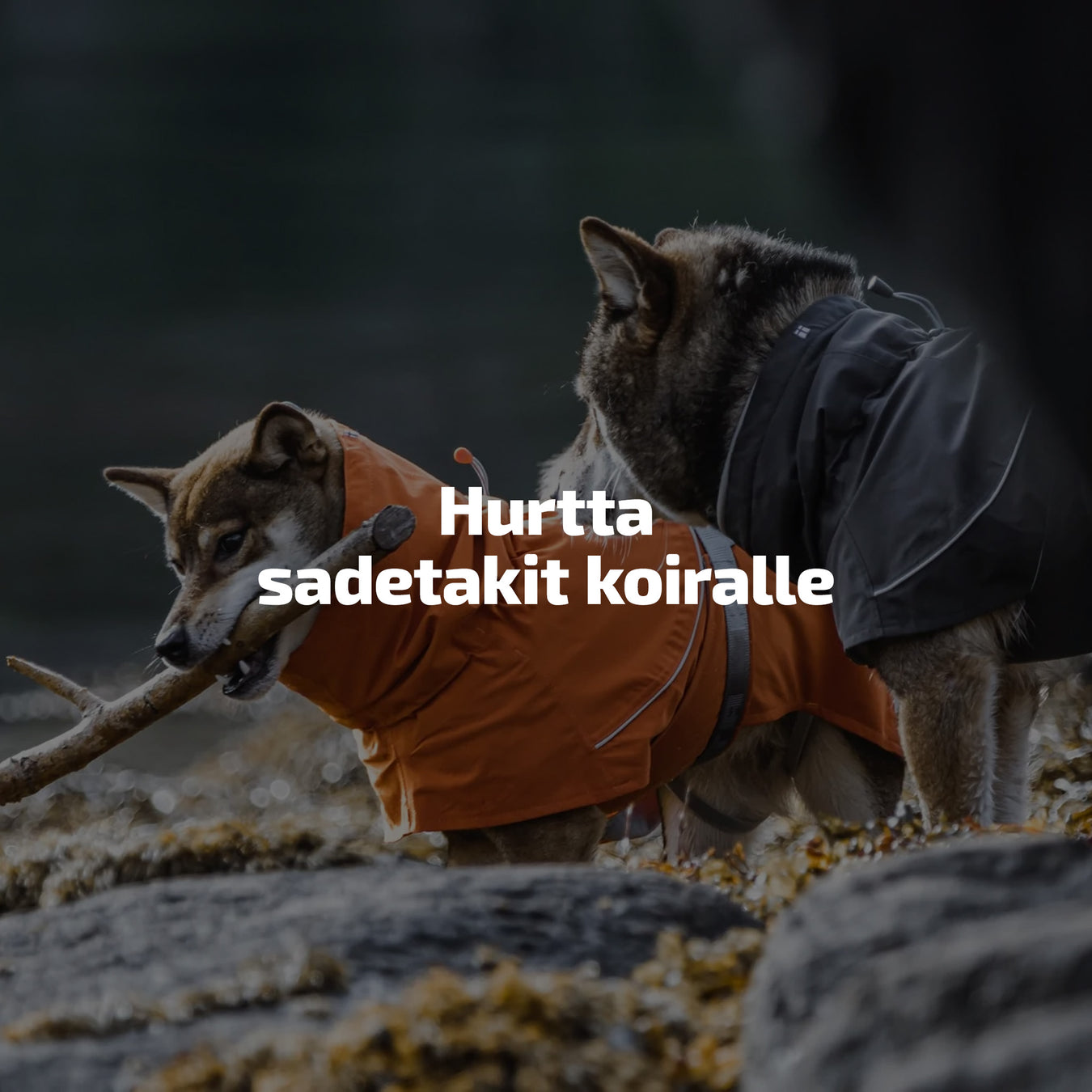 Hurtta sadetakit koiralle