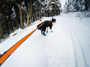 Non-stop Bungee leash musta/oranssi 2.8m/23mm
