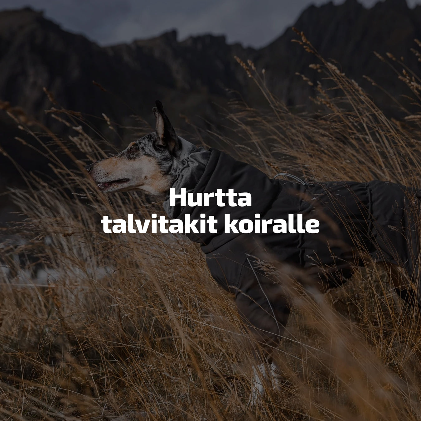 Hurtta talvitakit koiralle