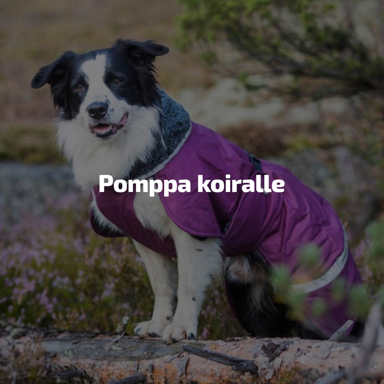Pomppa koiralle