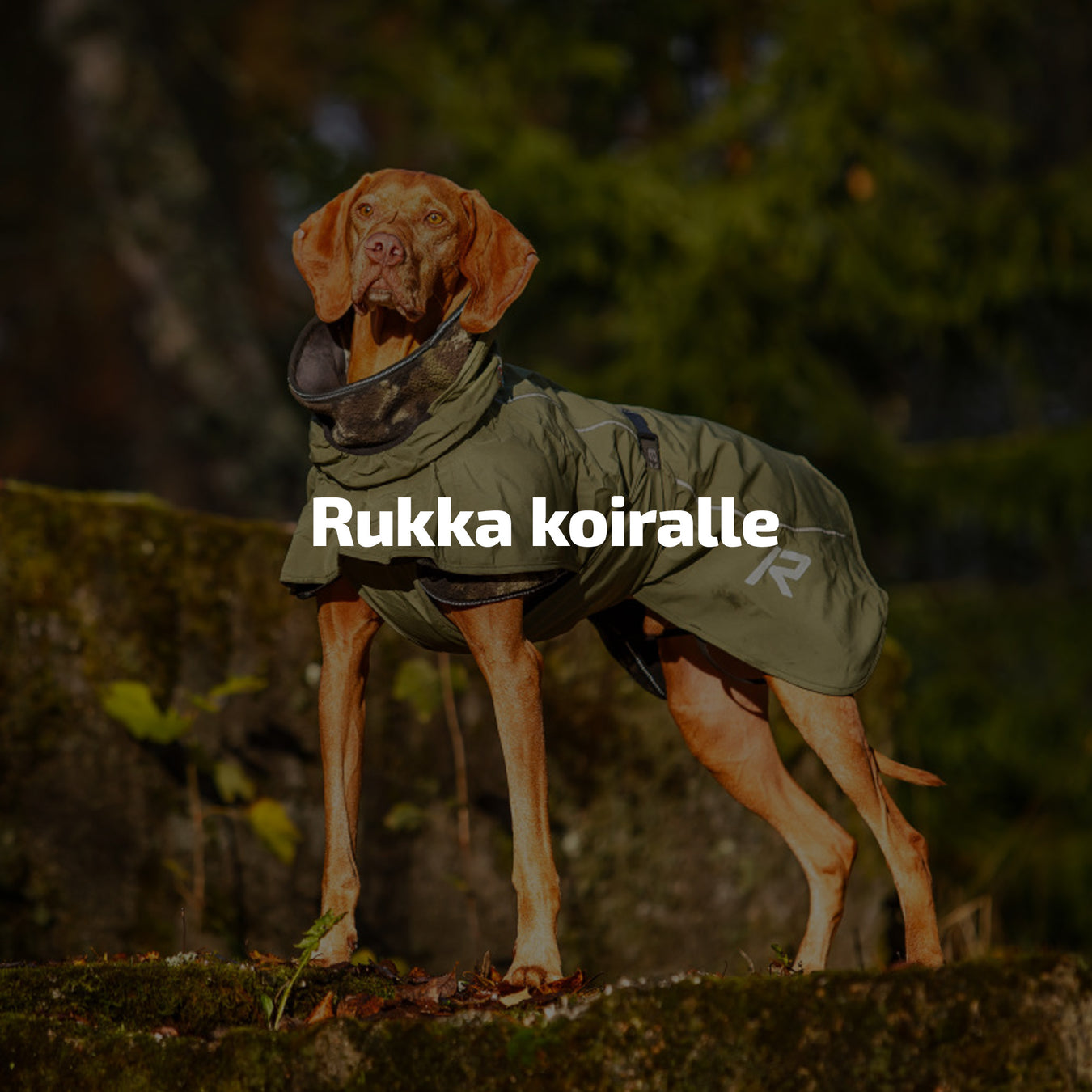 Rukka koiralle
