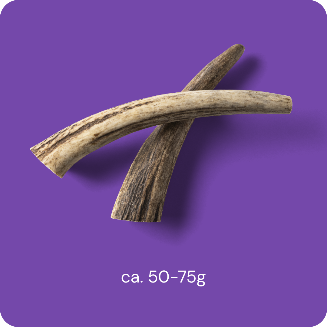 Nutriment Antler S - Peuran sarvi 1 kpl