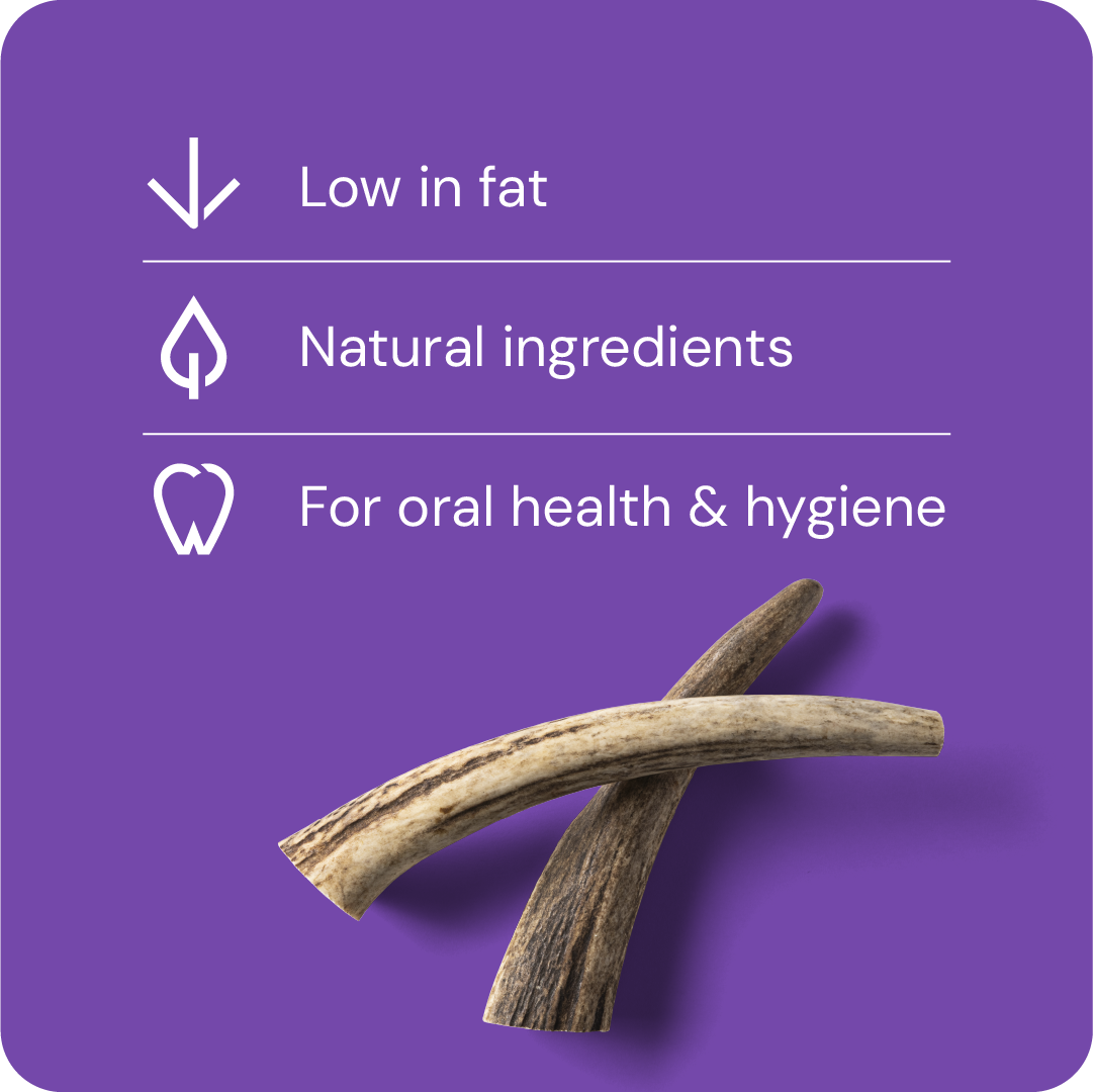 Nutriment Antler S - Peuran sarvi 1 kpl