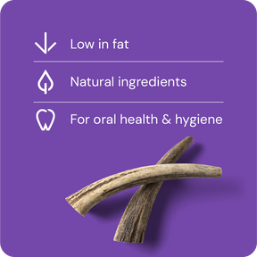 Nutriment Antler S - Peuran sarvi 1 kpl