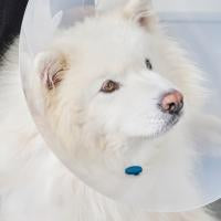 CalmDown by KRUUSE leikkauksenjälkeinen rauhoittava nappi, koirat 1 kpl