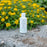 Saaren Taika Ecolution kosteuttava Aloe Vera shampoo 150 ml