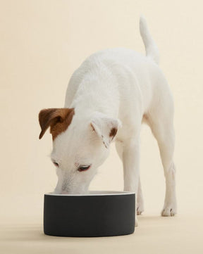 PAIKKA Slow Feed Bowl Black M