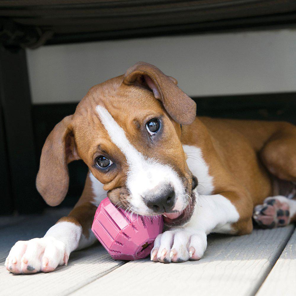 Kong Puppy Activity Ball M