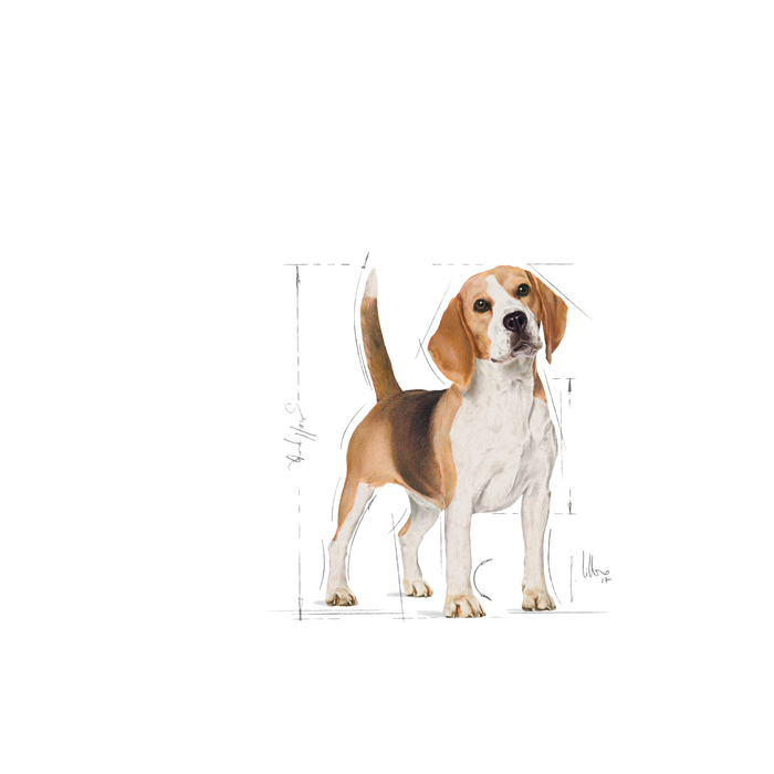 Royal Canin Beagle Adult koiralle 12 kg