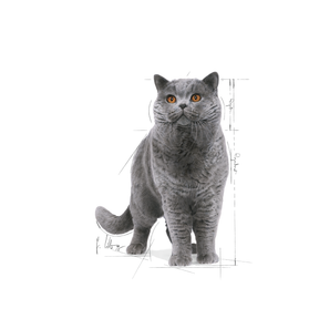 Royal Canin British Shorthair Adult kissalle 12 x 85 g
